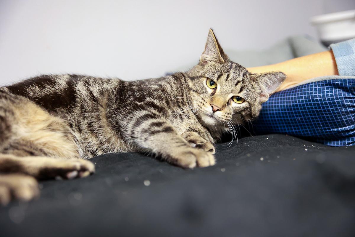 Enlarge Chirp , a Adoptable Domestic Short Hair in Loogootee, IN image 4/4