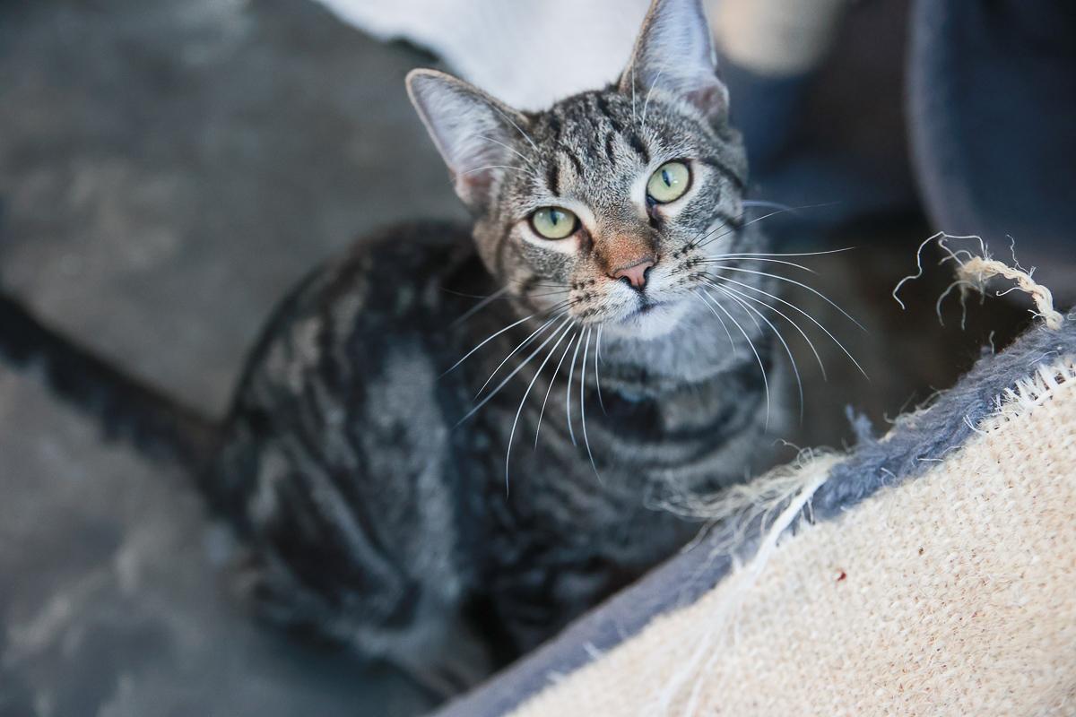Enlarge Chirp , a Adoptable Domestic Short Hair in Loogootee, IN image 1/4