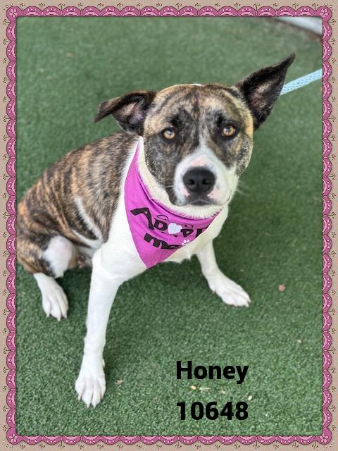 HONEY