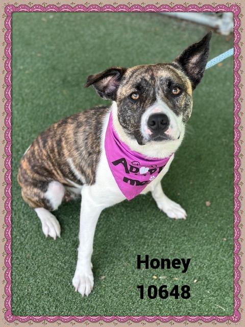 HONEY