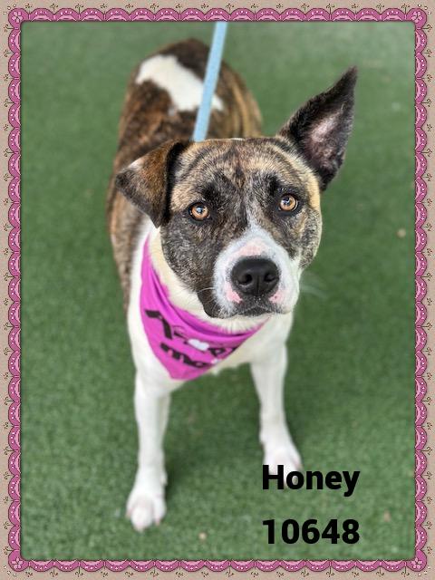 HONEY