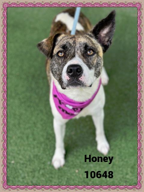 HONEY