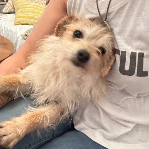 Benji, a Adoptable mixed breed in Closter, NJ image 4/6