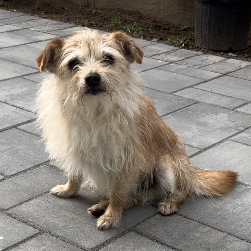 Benji, a Adoptable mixed breed in Closter, NJ image 1/6