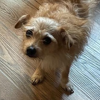 Benji, a Adoptable mixed breed in Closter, NJ image 5/6