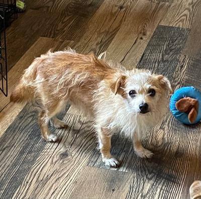 Benji, a Adoptable mixed breed in Closter, NJ image 6/6