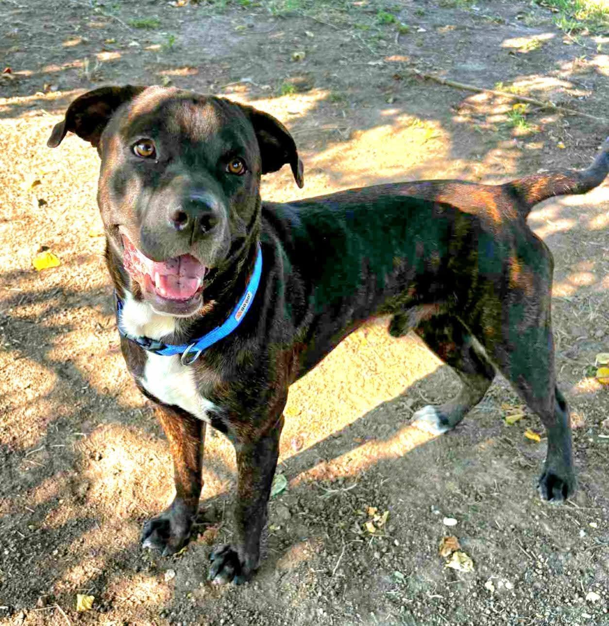 Terry, Adoptable, Young Male American Bully.