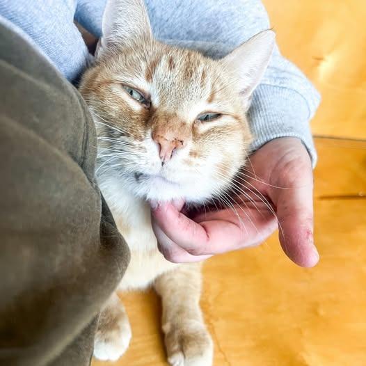 Enlarge Champ, a Adoptable mixed breed in St. Louis, MO image 3/6