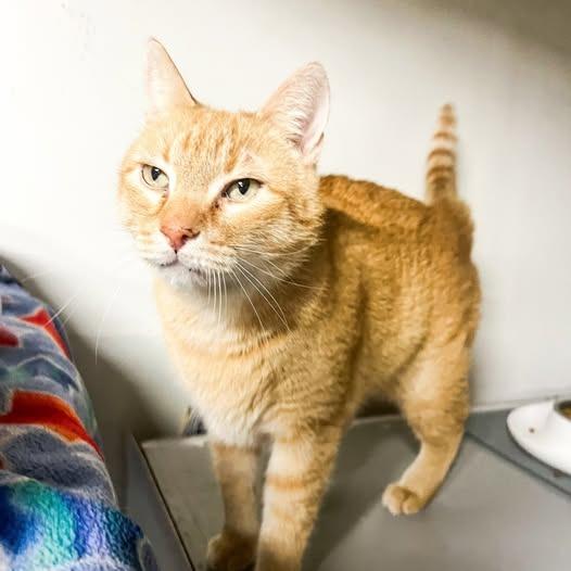 Enlarge Champ, a Adoptable mixed breed in St. Louis, MO image 4/6