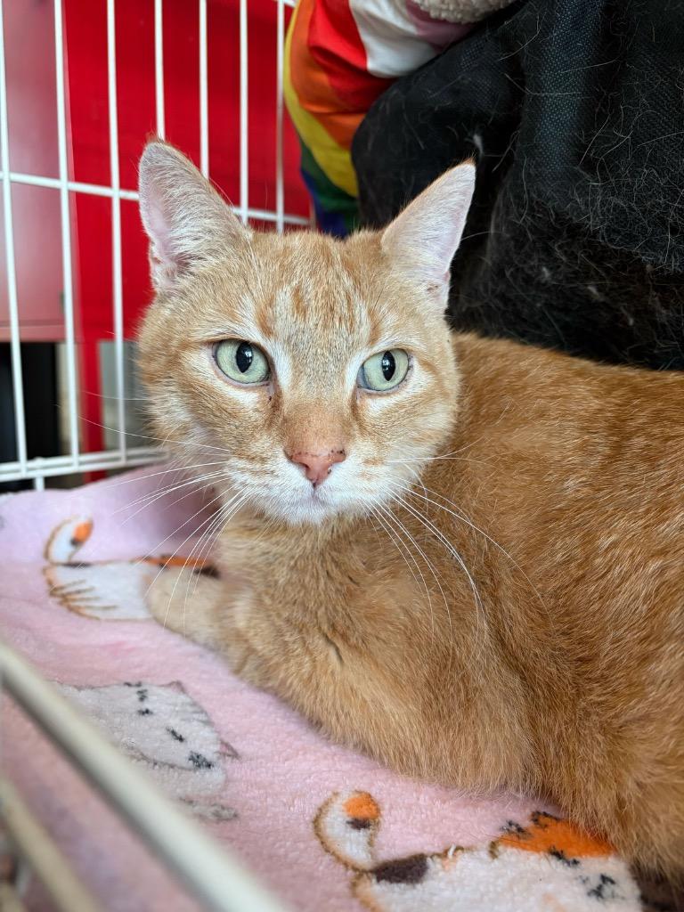 Champ — thumbnail 3