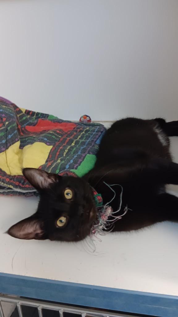 Shadow, Adoptable, Kitten Male Domestic Short Hair.