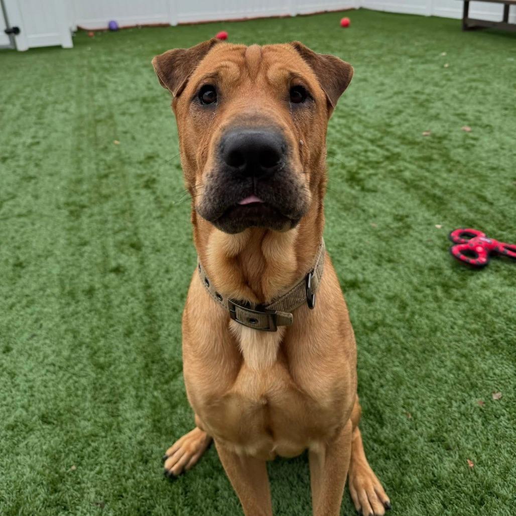 Captain Awesome, Adoptable, Adult Male Mixed Breed & Shar-Pei.