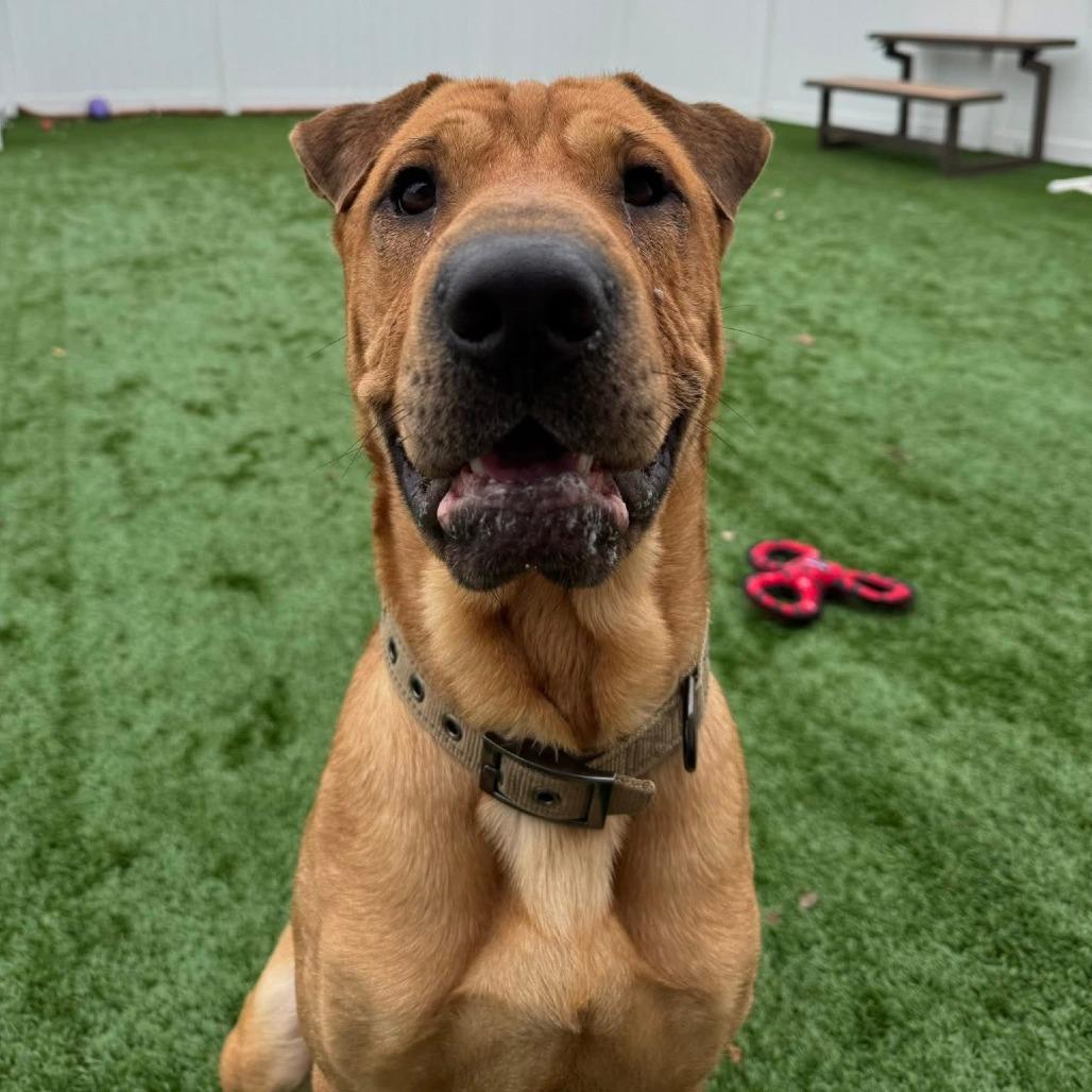Enlarge Captain Awesome, a Adoptable mixed breed in Naperville, IL image 4/6