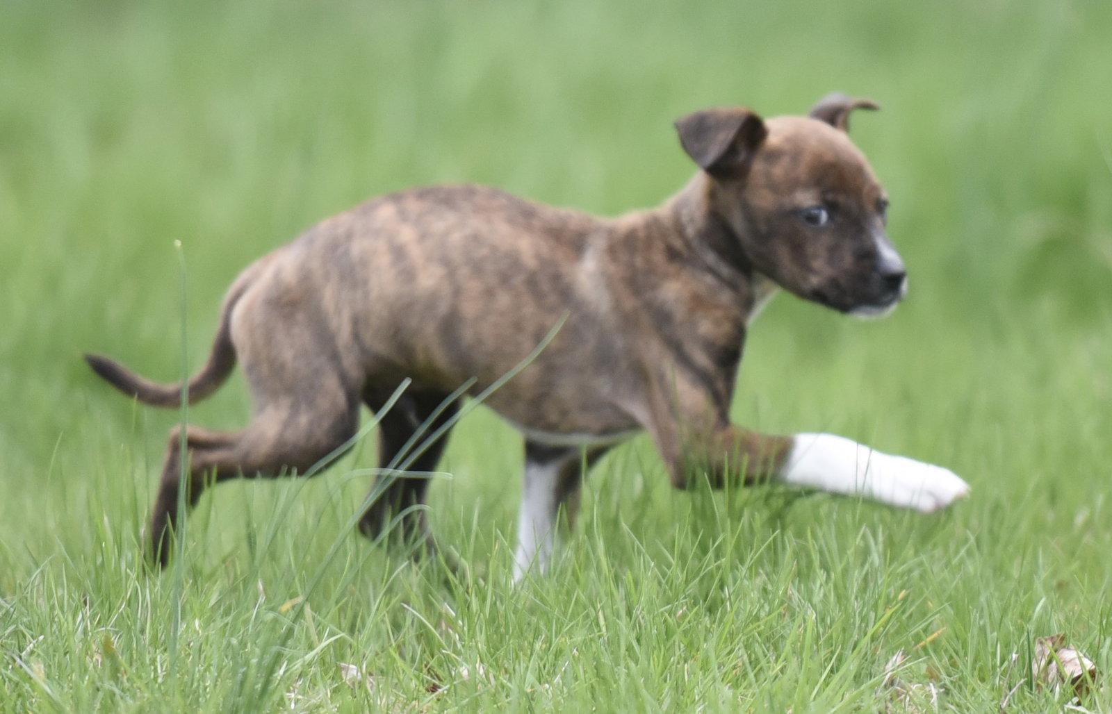 Enlarge Charlie, a Adoptable mixed breed in Mechanicsburg, PA image 1/3