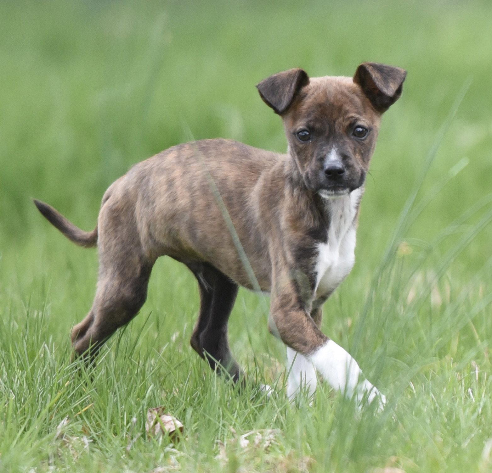 Enlarge Charlie, a Adoptable mixed breed in Mechanicsburg, PA image 2/3