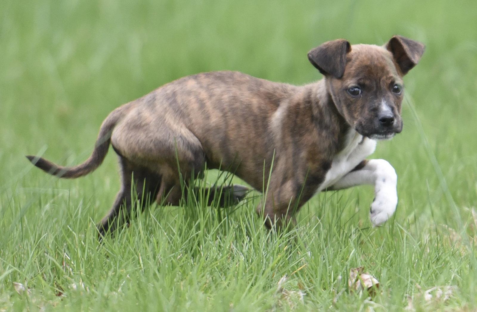 Enlarge Charlie, a Adoptable mixed breed in Mechanicsburg, PA image 3/3