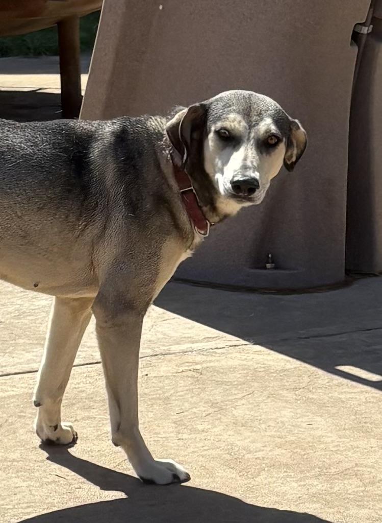 Enlarge Athena, a Adoptable mixed breed in Rocky Point, NY image 5/5