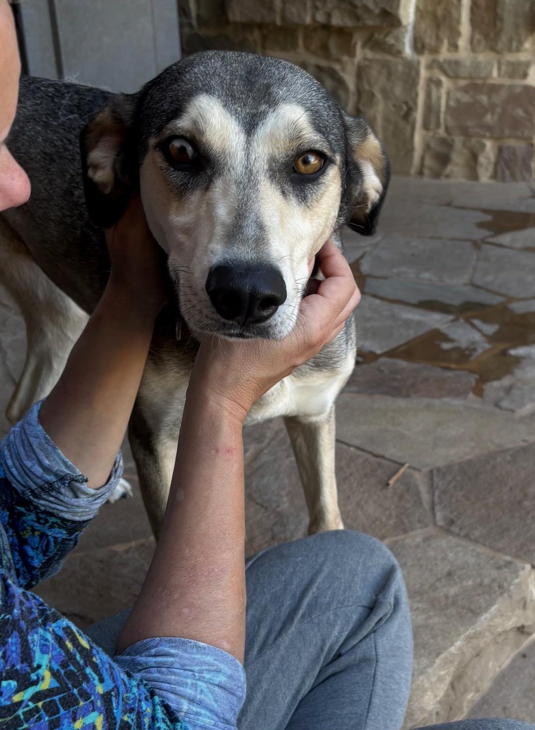 Athena, an adoptable Siberian Husky, Greyhound in Rocky Point, NY, 11778 | Photo Image 2