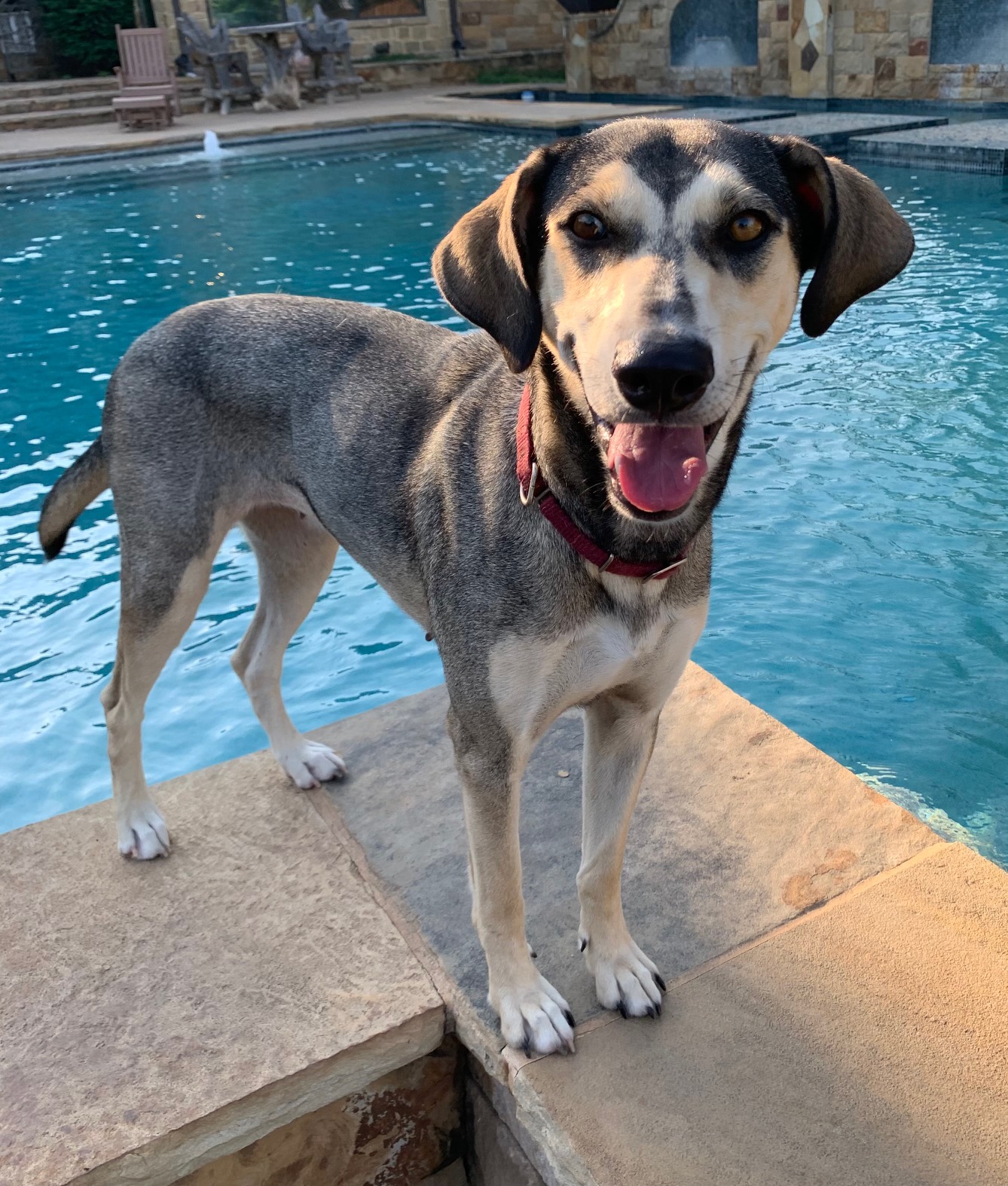 Enlarge Athena, a Adoptable mixed breed in Rocky Point, NY image 4/5