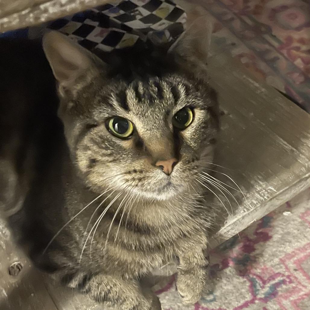 Knowles, Adoptable, Adult Male Domestic Short Hair.