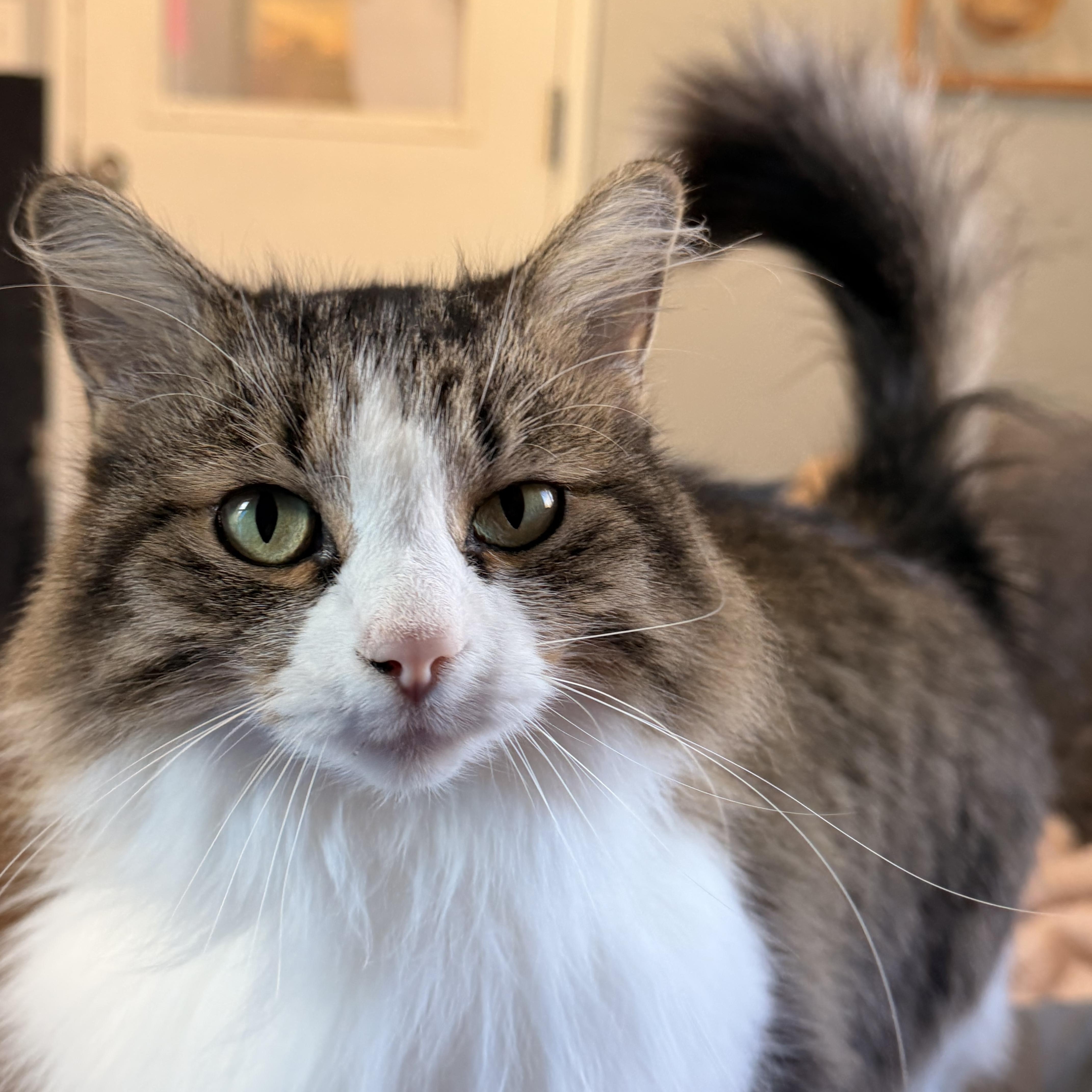 Gizmo (Lorraine), Adoptable, Adult Female Domestic Long Hair.