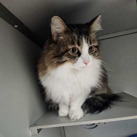 Gizmo (Lorraine), ADOPTABLE, Adult Female Domestic Long Hair.