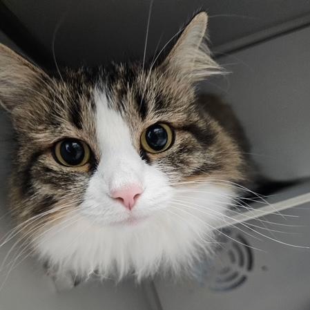 Enlarge Gizmo (Lorraine), a ADOPTABLE Domestic Long Hair in Honesdale, PA image 2/2