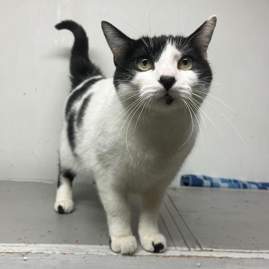 Holly Berry, Adoptable, Adult Female Domestic Short Hair.