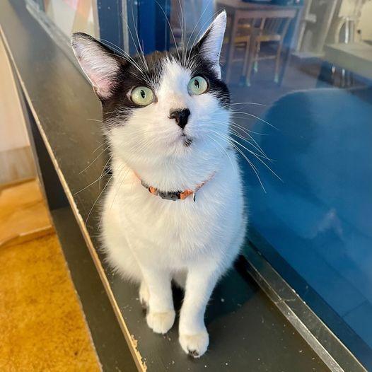 Enlarge Holly Berry, a Adoptable mixed breed in St. Louis, MO image 2/6