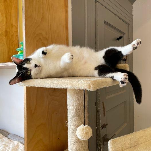 Enlarge Holly Berry, a Adoptable mixed breed in St. Louis, MO image 3/6