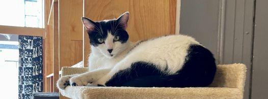 Enlarge Holly Berry, a Adoptable mixed breed in St. Louis, MO image 4/6