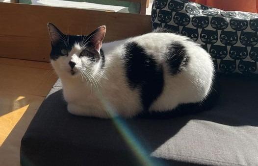 Enlarge Holly Berry, a Adoptable mixed breed in St. Louis, MO image 6/6