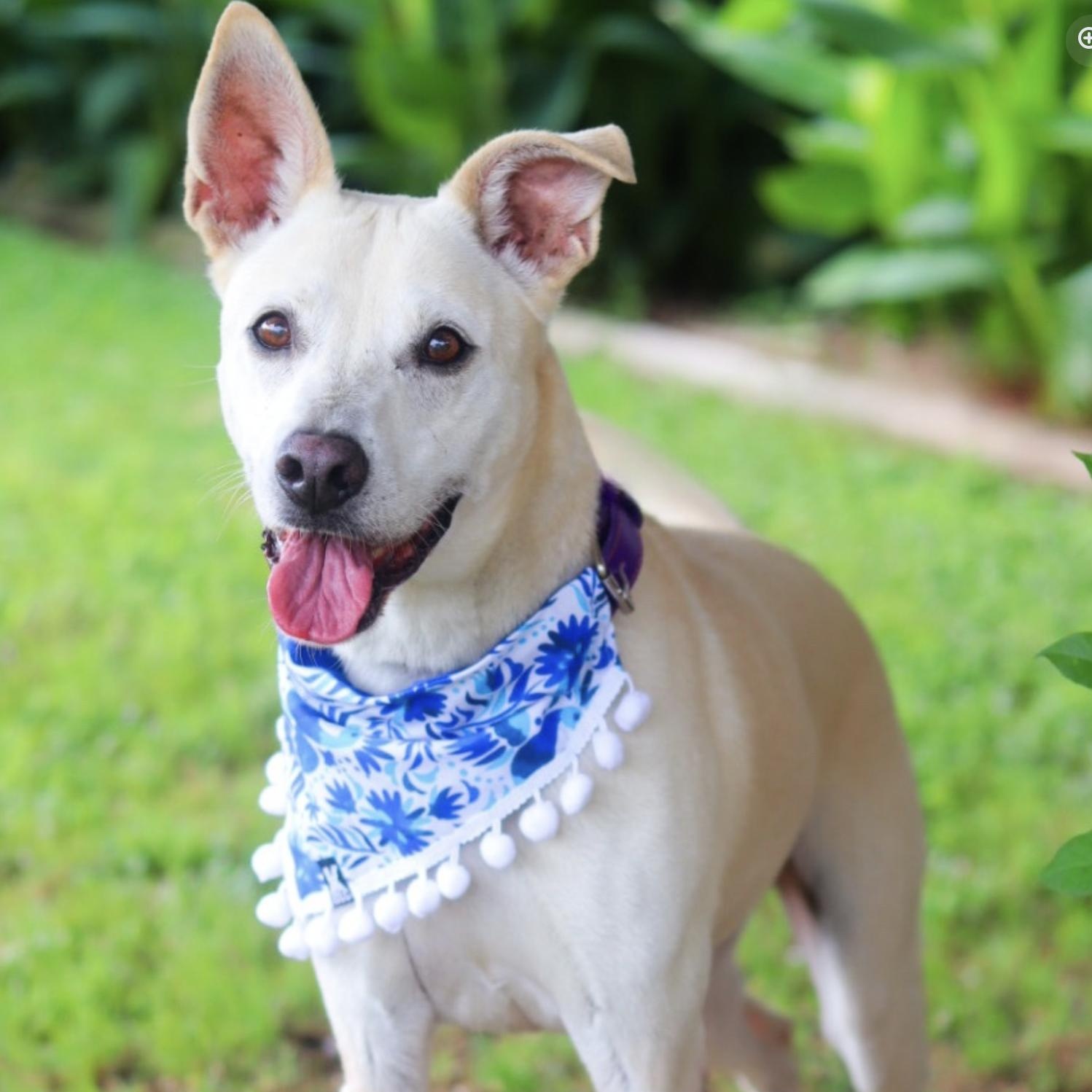 Enlarge Max Garrison, a ADOPTABLE mixed breed in Boston, MA image 2/6