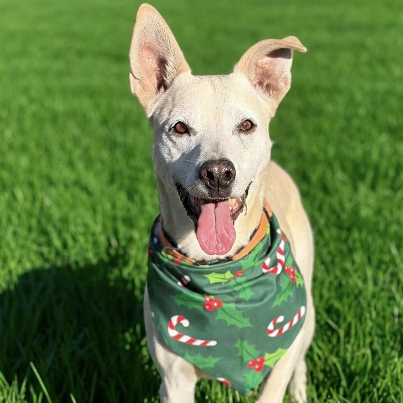 Enlarge Max Garrison, a ADOPTABLE mixed breed in Boston, MA image 1/6