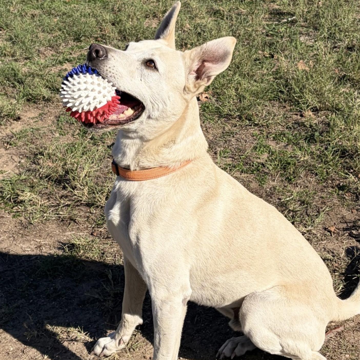 Enlarge Max Garrison, a ADOPTABLE mixed breed in Boston, MA image 5/6