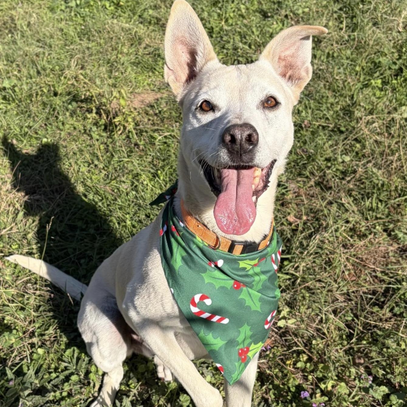 Enlarge Max Garrison, a ADOPTABLE mixed breed in Boston, MA image 6/6