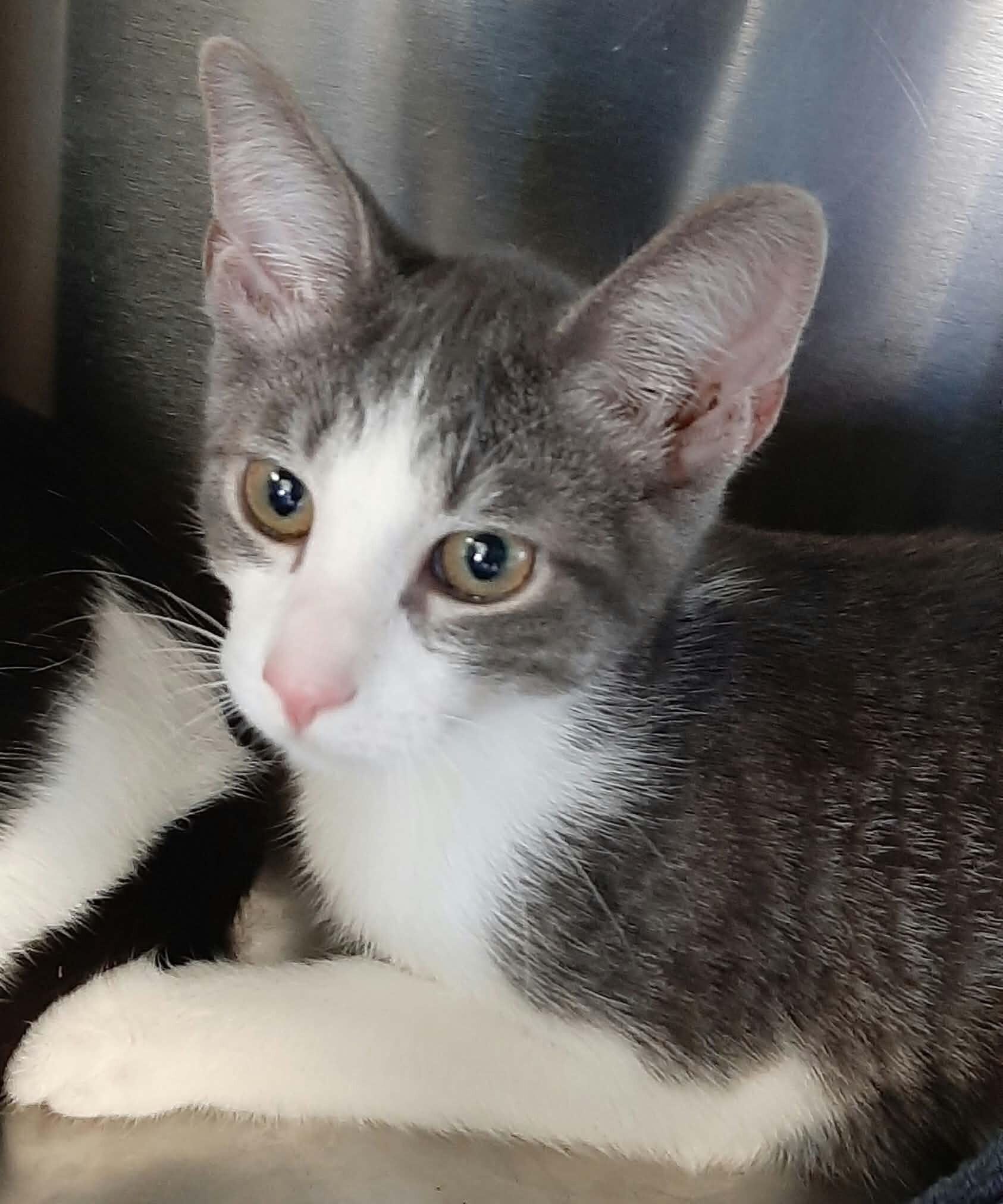 Enlarge Deetz, a Adoptable Domestic Short Hair in Georgetown, OH image 1/1