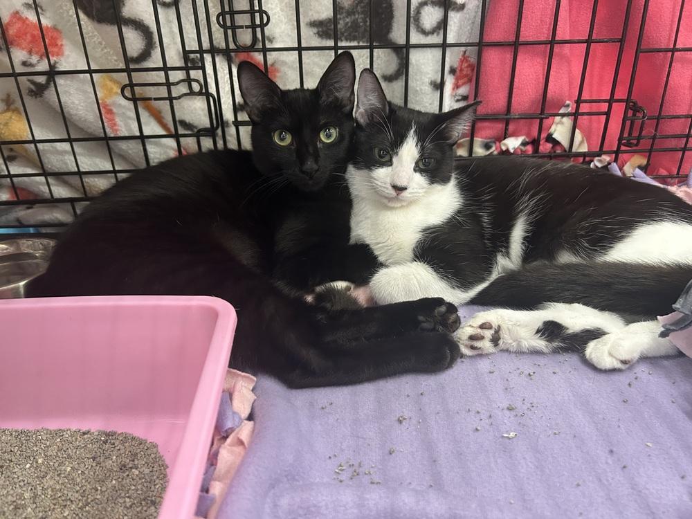 Artemis (and Athena - bonded pair), Adoptable, Adult Female Domestic Short Hair.