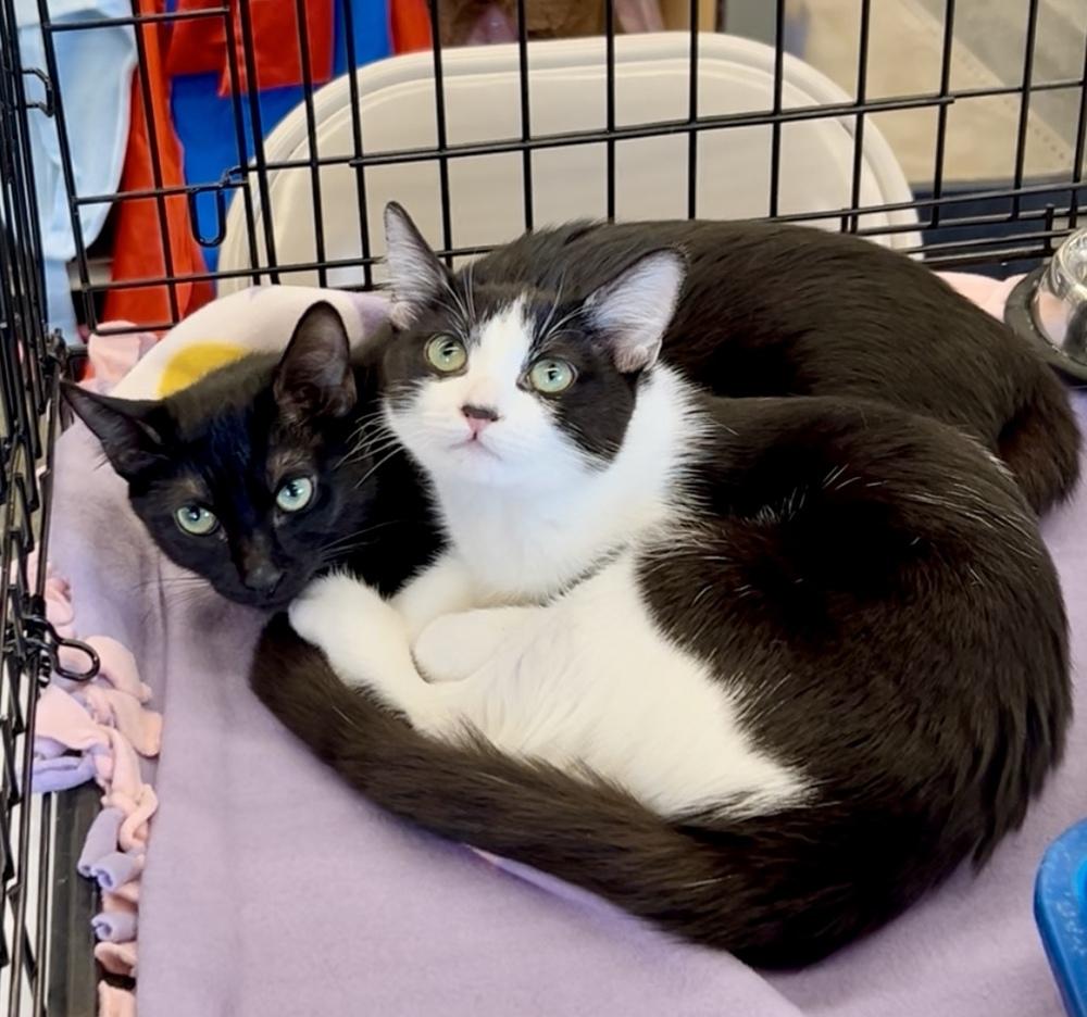 Artemis, a Adoptable mixed breed in Gardena, CA image 2/2