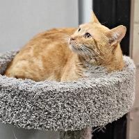 MERLIN aka LIL' RED — thumbnail 2