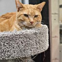 MERLIN aka LIL' RED — thumbnail 3