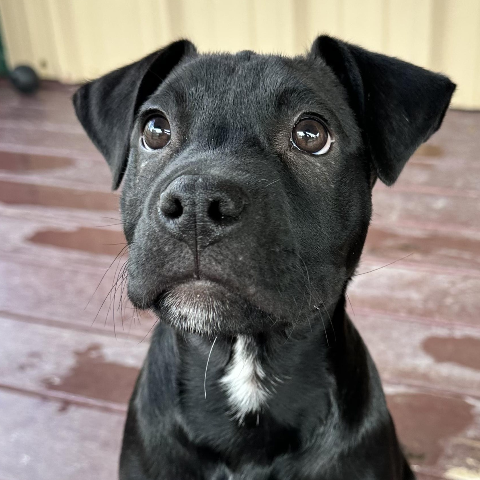 Noah, adopted, Puppy Male Labrador Retriever.