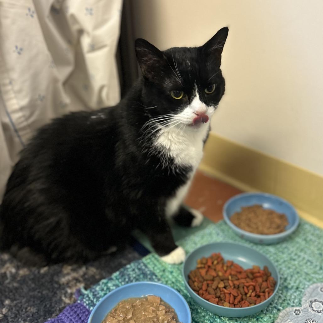 Enlarge Precious, a Adoptable Domestic Short Hair in South Burlington, VT image 1/6