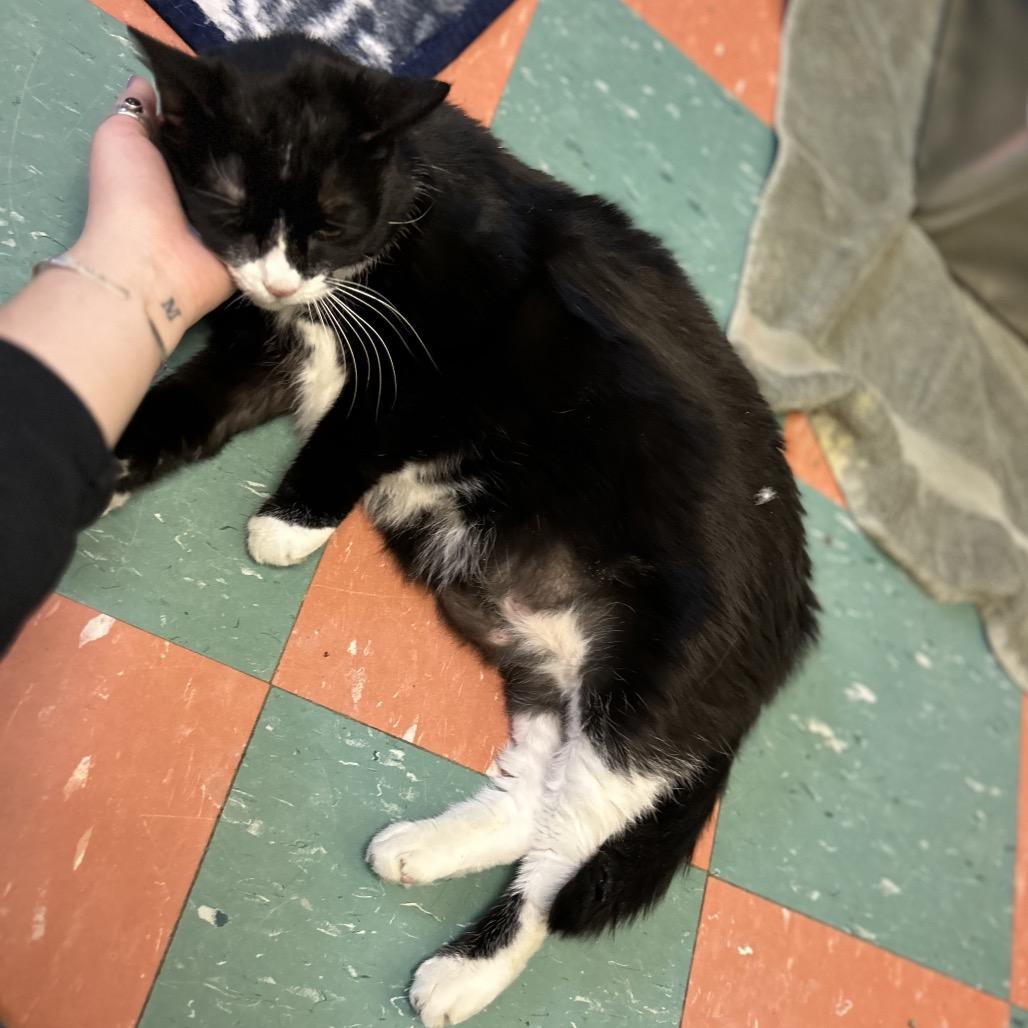 Enlarge Precious, a Adoptable Domestic Short Hair in South Burlington, VT image 2/6