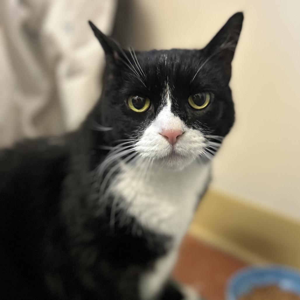 Enlarge Precious, a Adoptable Domestic Short Hair in South Burlington, VT image 4/6