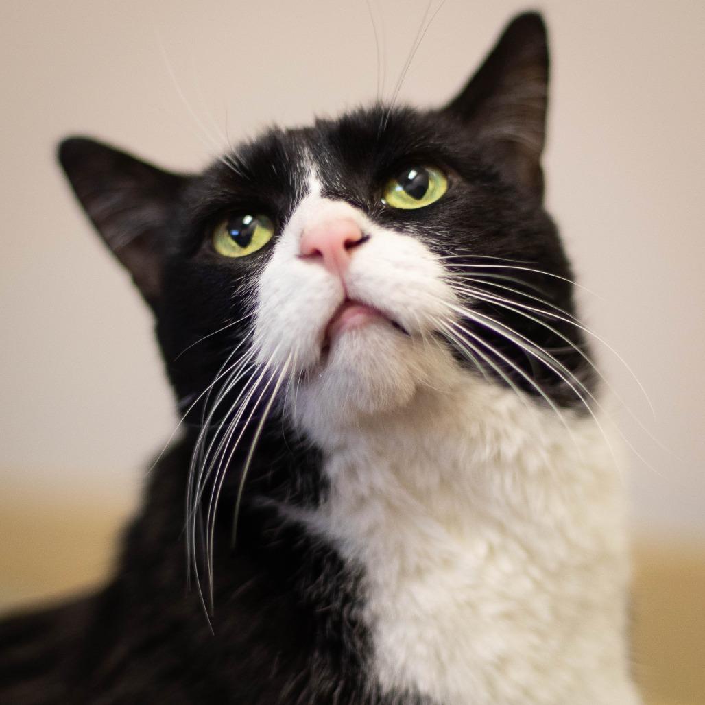 Enlarge Precious, a Adoptable Domestic Short Hair in South Burlington, VT image 5/6