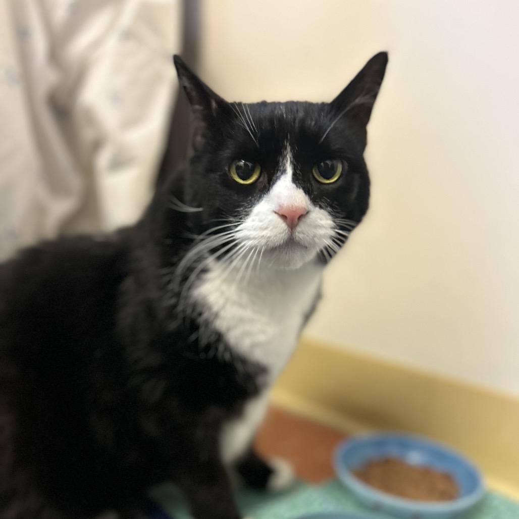 Enlarge Precious, a Adoptable Domestic Short Hair in South Burlington, VT image 6/6