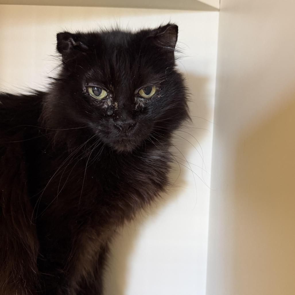 Enlarge Asiago, a Adoptable Domestic Medium Hair in Cody, WY image 1/2