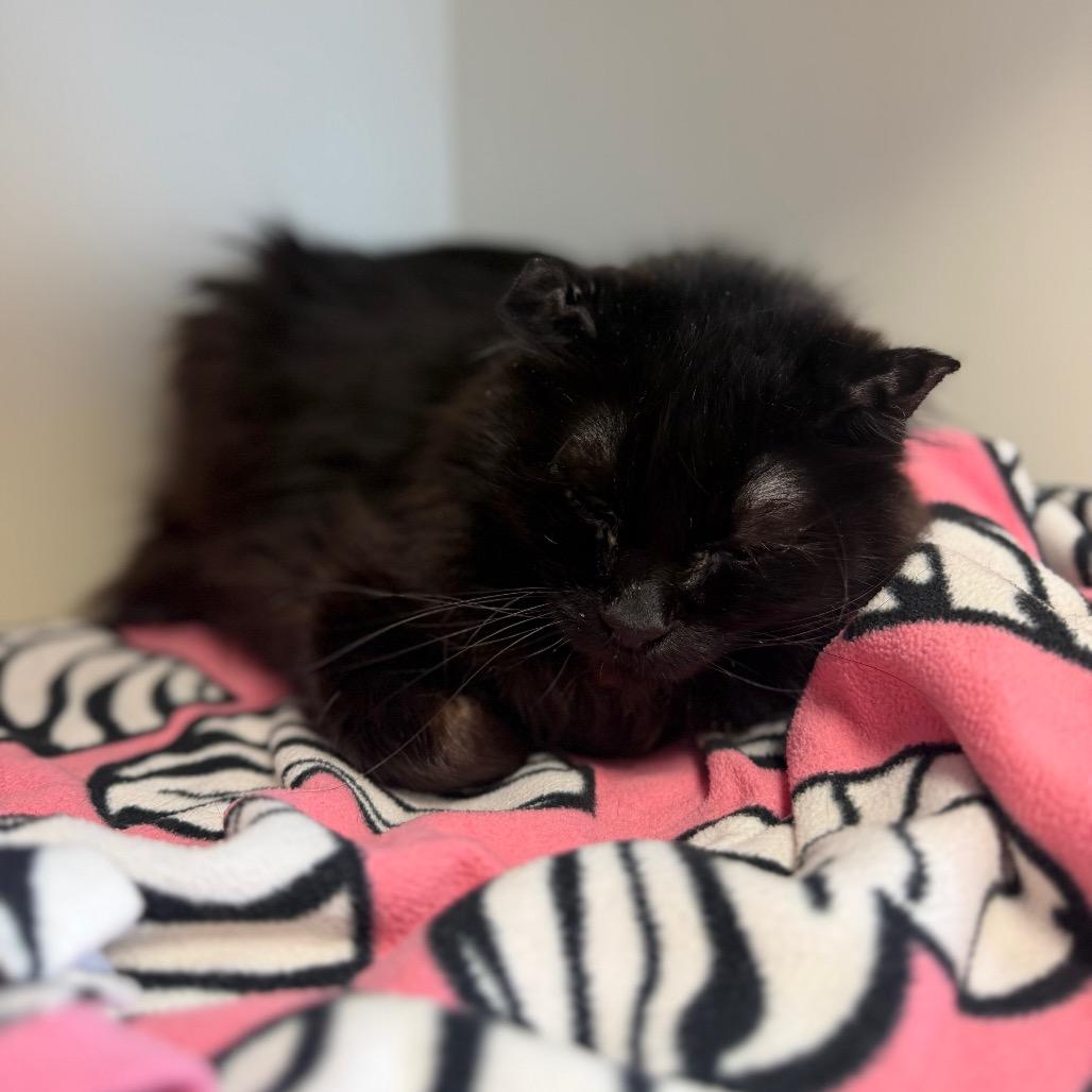 Enlarge Asiago, a Adoptable Domestic Medium Hair in Cody, WY image 2/2