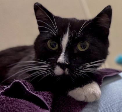 Enlarge Checkers, a Adoptable mixed breed in Baraboo, WI image 1/3